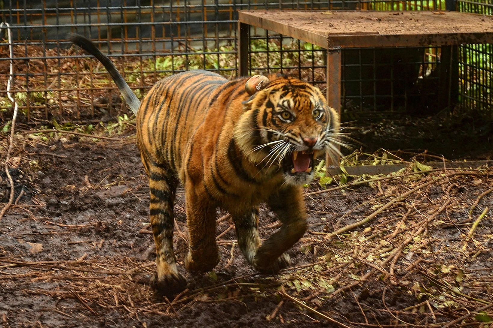 Sumatran tígrisdýr.