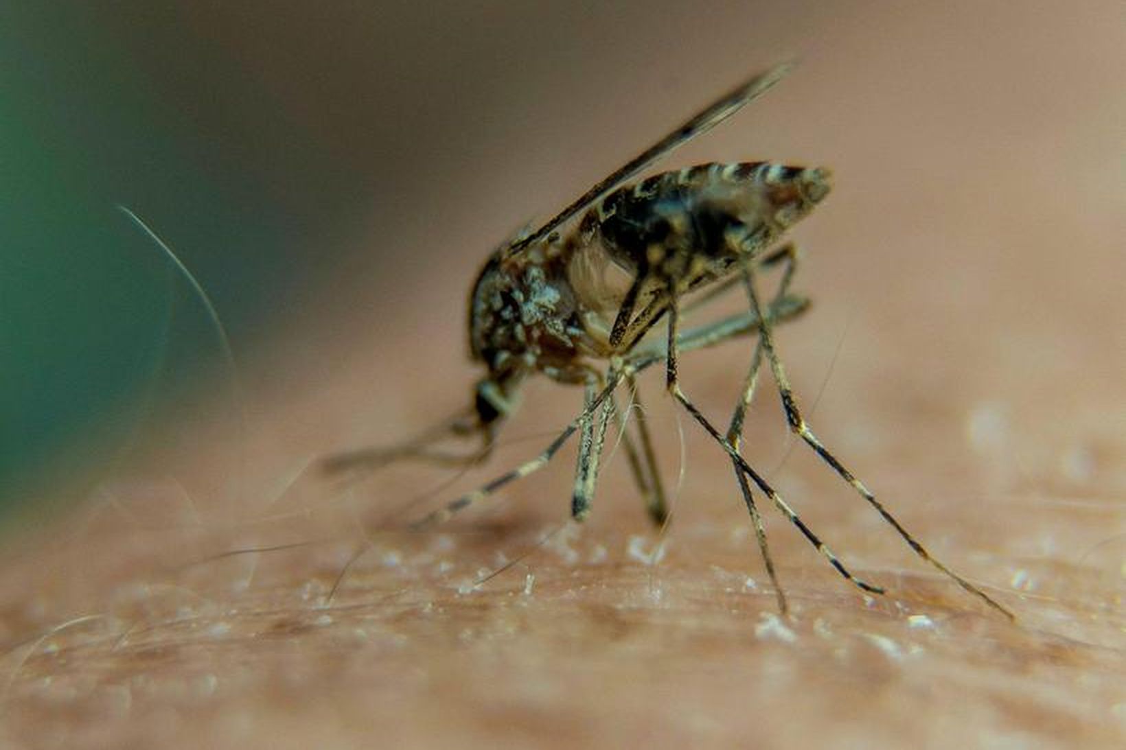 Zika-veiran getur smitast við moskítóbit en einnig við kynmök og …