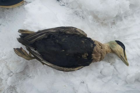 A dead common eider, covered in oil.