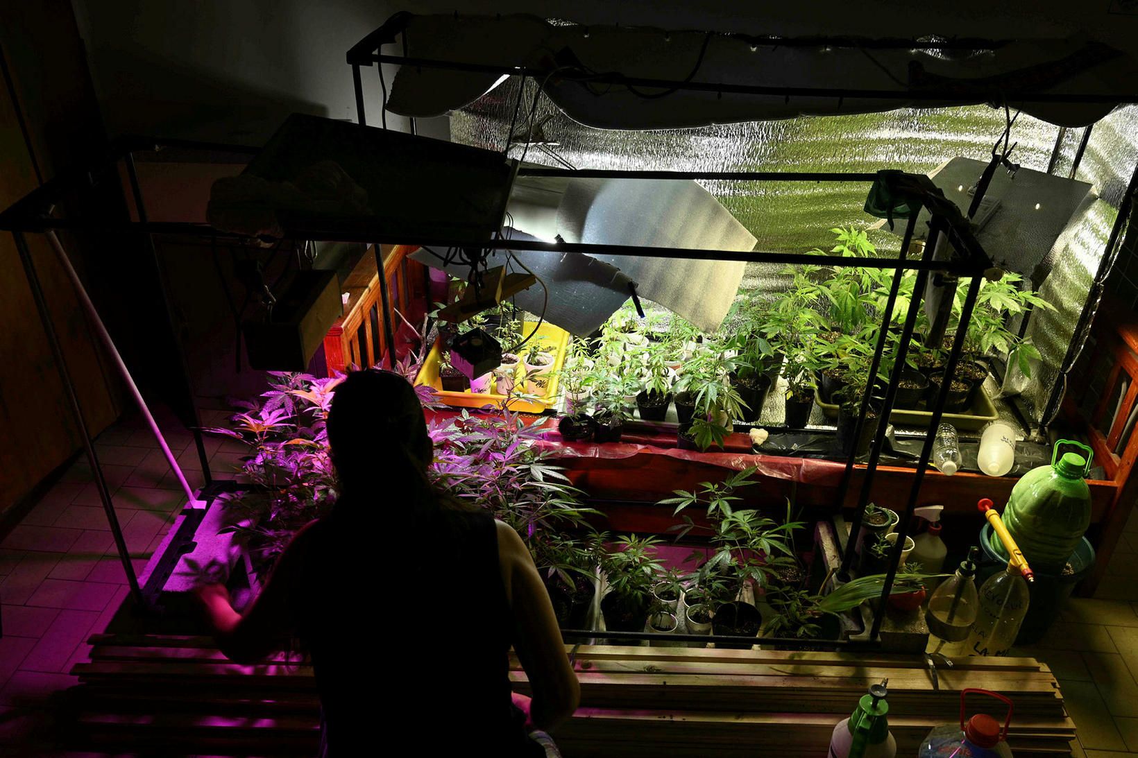 Kannabis er löglegt í 15 ríkjum Bandaríkjanna auk Washington-umdæmis.