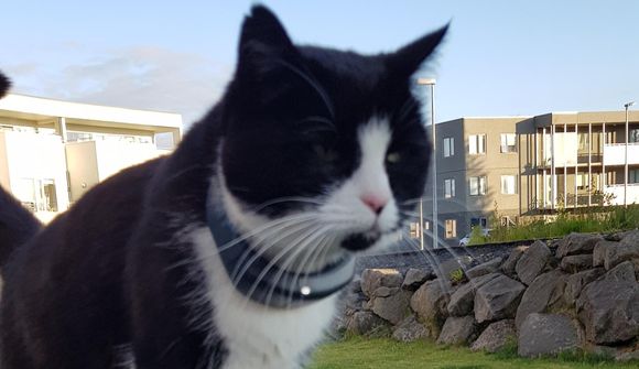 Víðförull köttur notar undirgöng