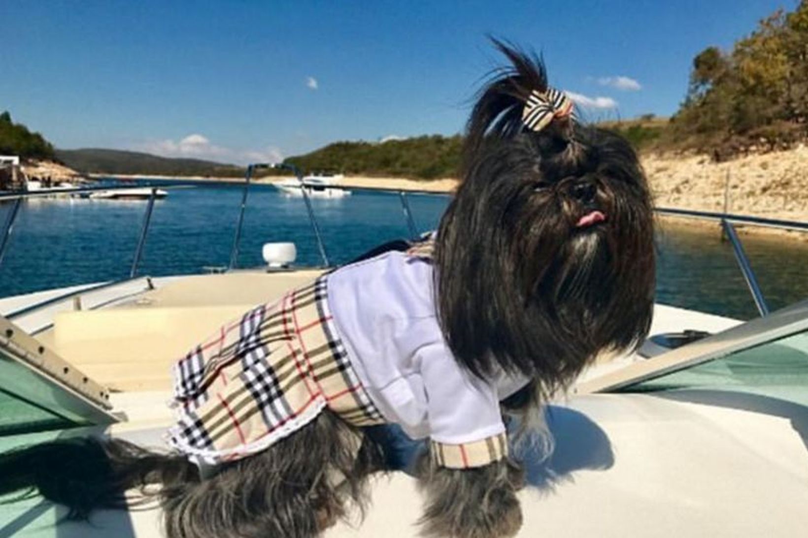 Nira the Shihtzu frá Brasilíu í Burberry fötum í bátsferð.