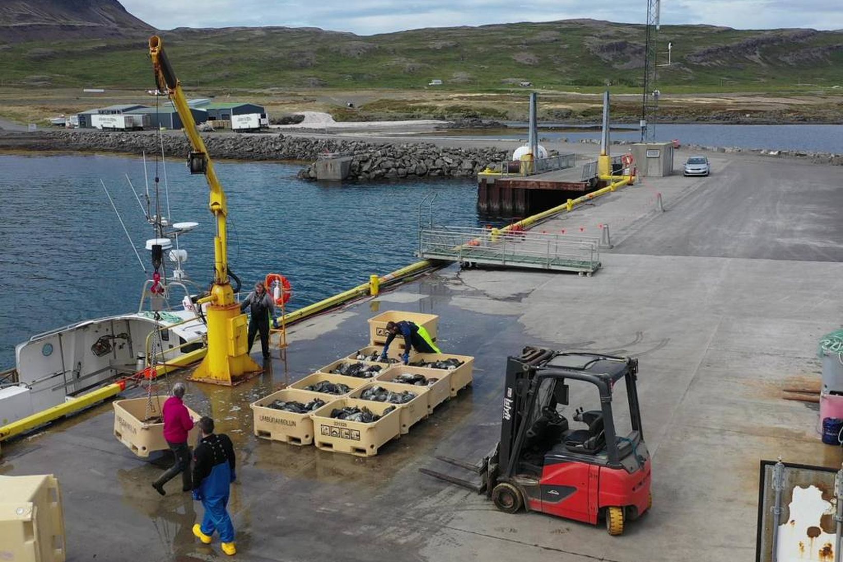 Grásleppan mikilvægari en margan grunar