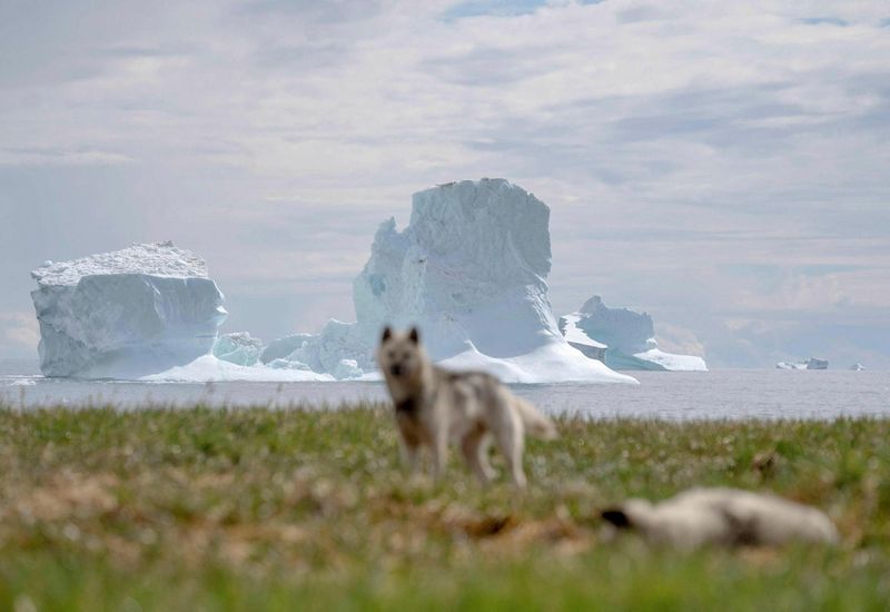 Sled dogs rest at Qeqertarsuaq.