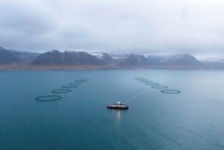 Arctic Fish hyggst framleiða 25.000 tonn árið 2029 og á síðasta ári var skattspor félagsins …