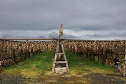 Stefnt er að því að hertur fiskur verði skráður á lista Menningarmálastofnunar Sameinuðu þjóðanna yfir …