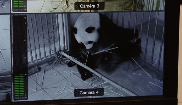 Pandan Huan Huan á von á tvíburum