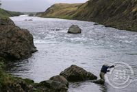 Veiðimenn í Norðurá á opnunardag