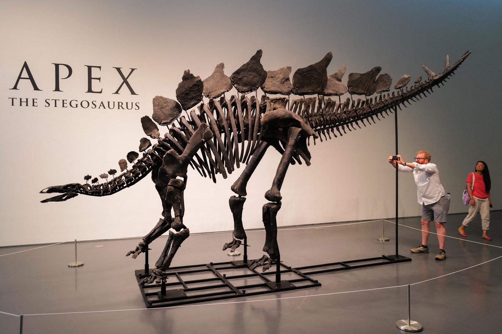 Kambeðlan Apex í sýningarsal Sotheby's í New York.