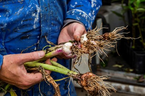 Garlic, grown in Iceland.
