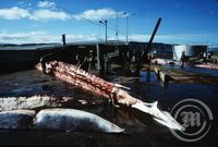 Hvalskurður í Hvalfirði