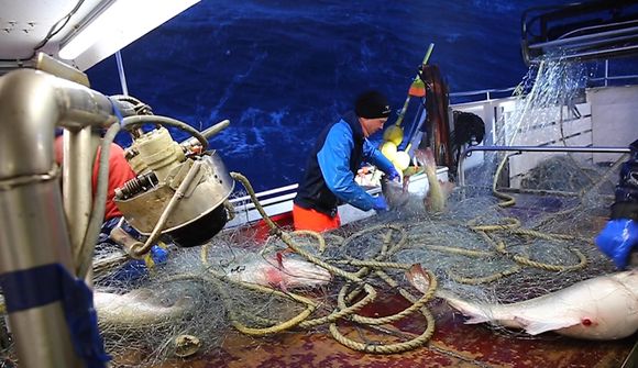 „Hann virðist hafa fundið loðnuna“