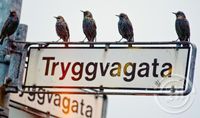 Fjórir starrar í Tryggvagötu