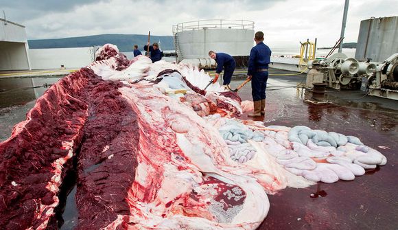 Ólíkar skoðanir á hvalveiðum