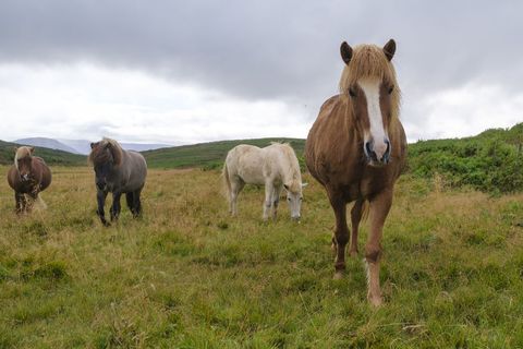 These horses were grazing in Hafnarfjörður yesterday.