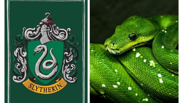 Ný snákategund nefnd eftir Harry Potter-persónu