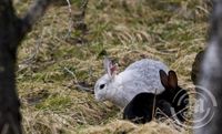 Kanínur í Heiðmörk