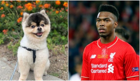 Hundi Daniel Sturridge stolið
