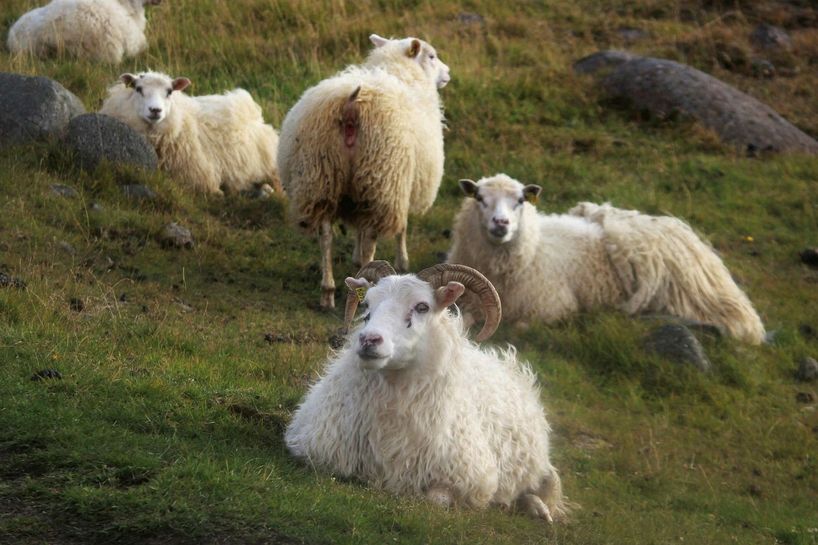 Infyli fjársins eru greind við slátrun og þannig fást hverju …