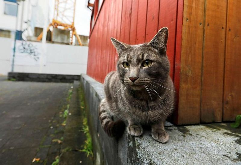 A cat in Iceland. Note: the cat in the photograph is not connected to the story.