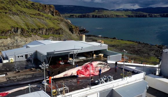 Þrjár langreyðar í fyrsta túr Hvals