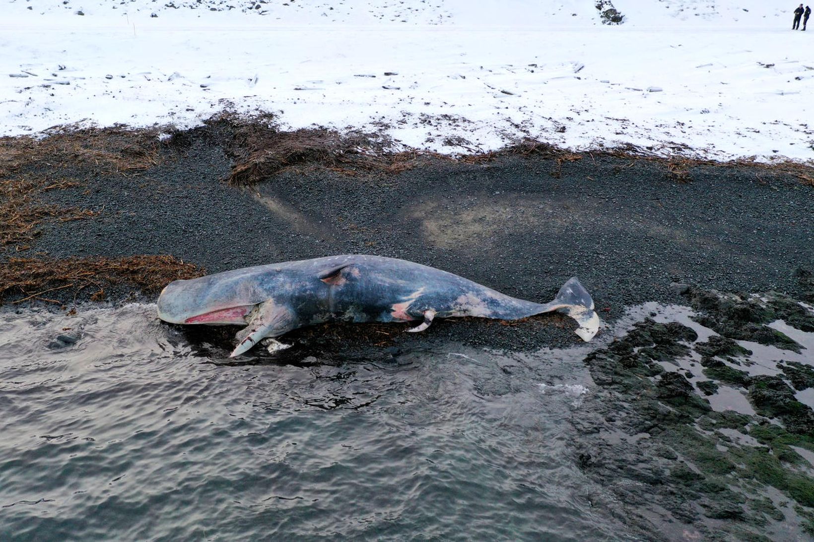 Um er að ræða 14 metra langt hræ af búrhval.