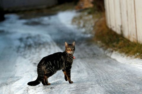 A cat braves the cold in Reykjavik.