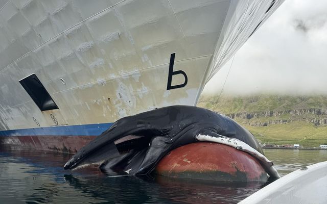 Starfsmenn Seyðisfjarðarhafnar og áhöfn Norrænu losuðu hræið af stefni skipsins en talið er að um …