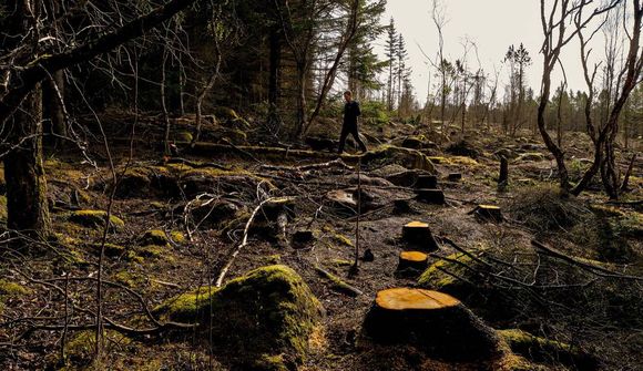 Sést til sólar í skógarbotninum og flugöryggi tryggt