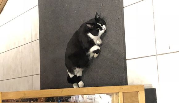 Baktus kominn heim í Gyllta köttinn