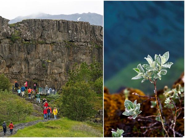Tourist numbers at Þingvellir have increased this year.