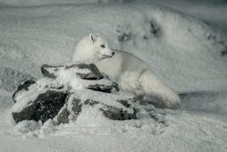 Refurinn sem felldur var í Skagafirði vegna gruns um fuglainflúensu greindist jákvæður.