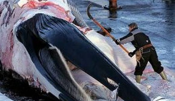 Ákvörðun um hvalveiðar í endurskoðun