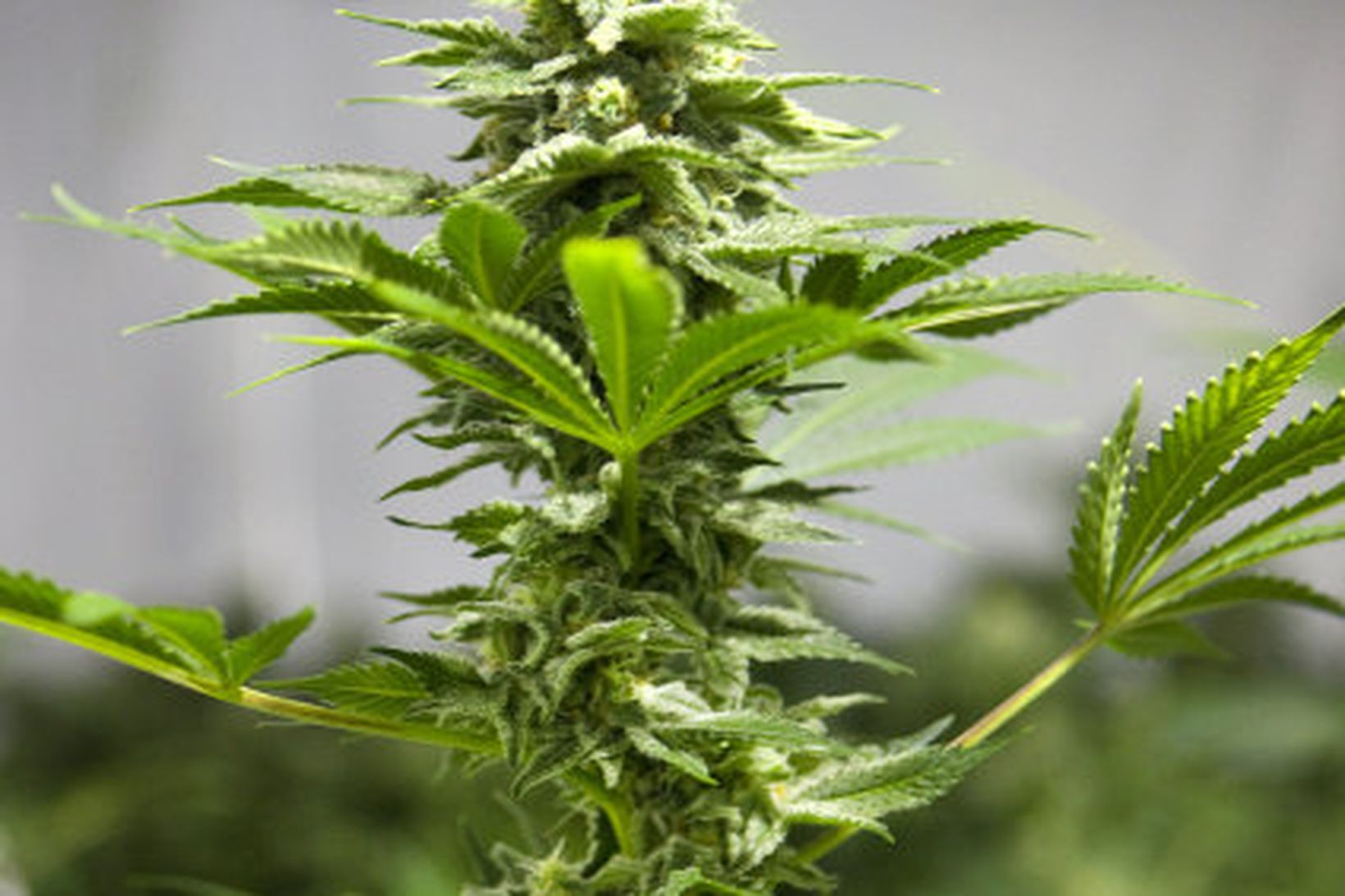 Kannabisplanta.