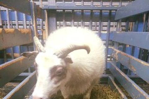 The new arrivals at the Reykjavik family zoo.