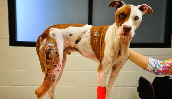 Slökkviliðsstjórinn tók brenndan hund í fóstur