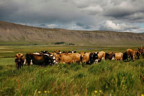 Kjós is a lush farm area of Iceland, west of Reykjavik behind Mount Esja.