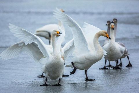 Swans didn't appear to like being photographed by a drone.