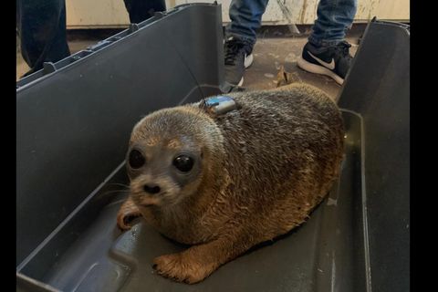 Kári, just before being released.