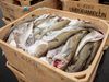 The model is based on more than 1.2 million hours of fishing data.