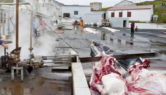 Hvalbátar gerðir klárir