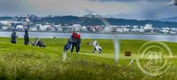 Krían ágeng við golfara á Seltjarnarnesvelli