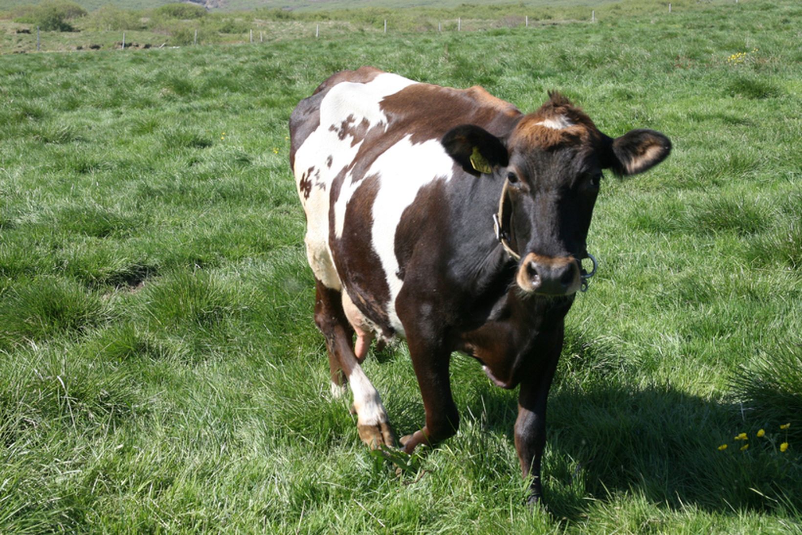 Eftirlit með gögnum sem bændur setja inn í gagnagrunninn er …