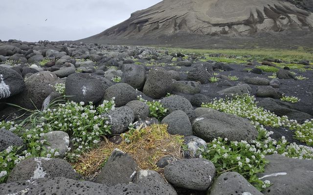 Hópurinn rannsakar og vaktar vistkerfi eyjunnar friðuðu.