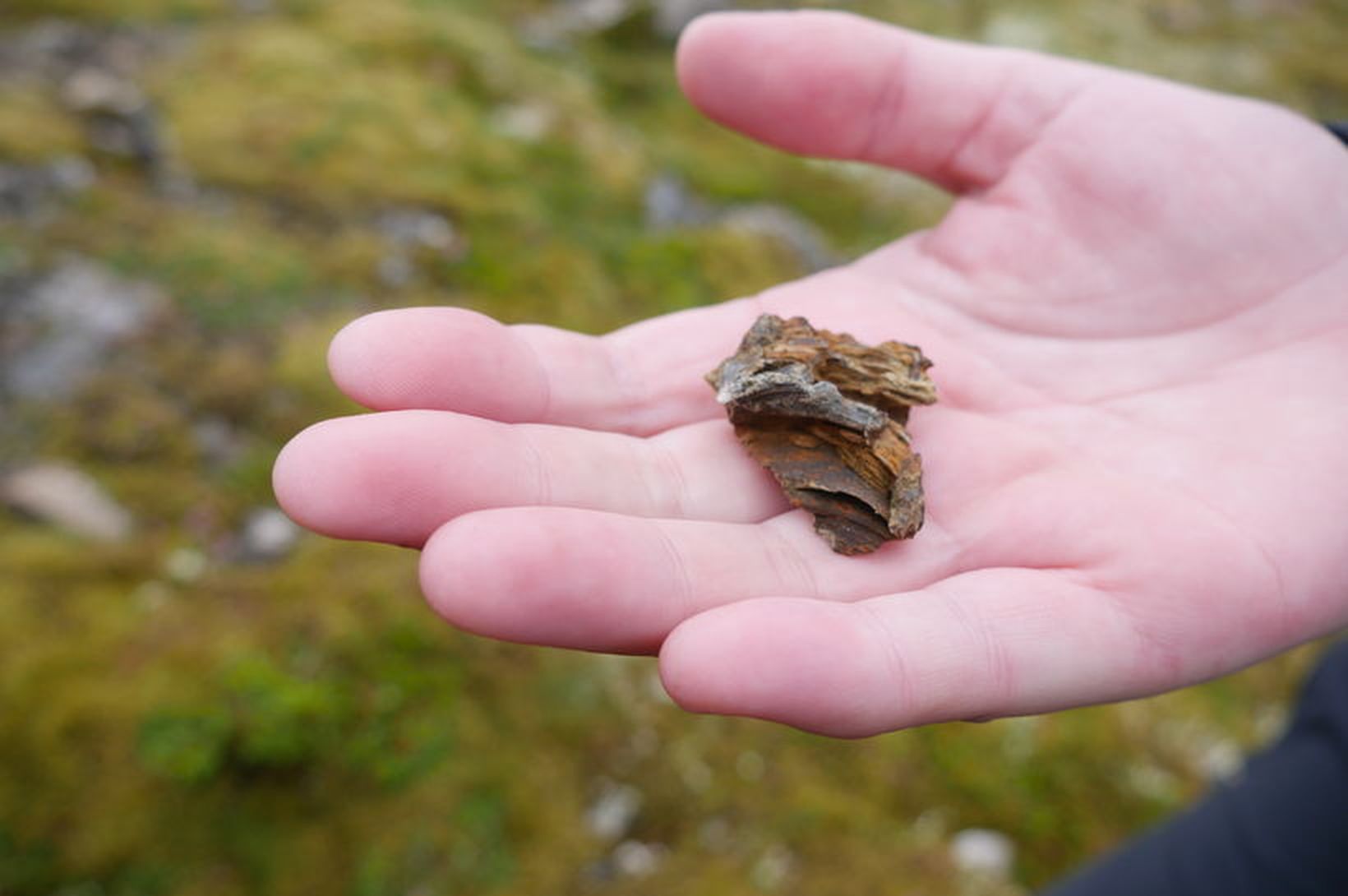 Mögulegir steingervingar „alfriðaðir“