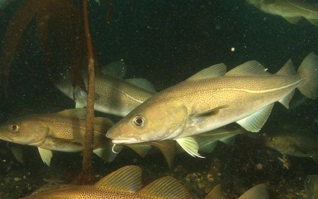 Þorskurinn getur speglað torfumyndanir loðnu, sem telja milljónir einstaklinga, og étið helming hennar á stuttum …