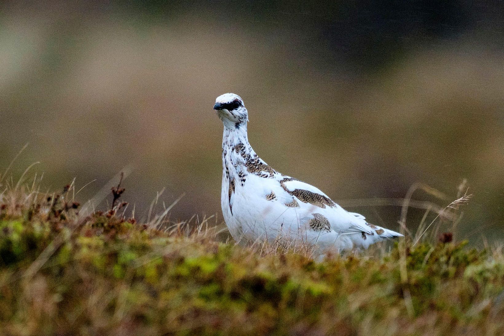 Ákvörðun um stjórnun veiða verður byggð á veiði og talningum.