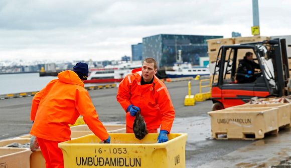 Grásleppuveiðar bannaðar frá og með sunnudegi