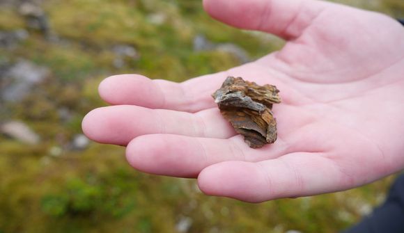 Mögulegir steingervingar „alfriðaðir“