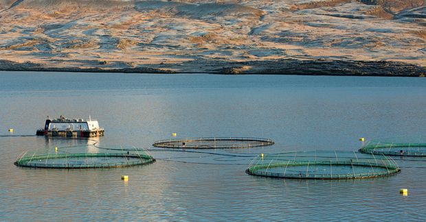 Kaldvík gerir ráð fyrir að slátra um 15 þúsund tonnum af laxi upp úr kvíum …